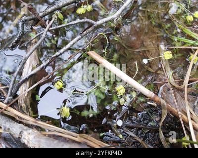 Efeublättrige Ente (Lemna trisulca) Stockfoto