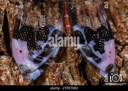 Angenehmer, bildgeflügelter Antlion (Glenurus gratus) Stockfoto