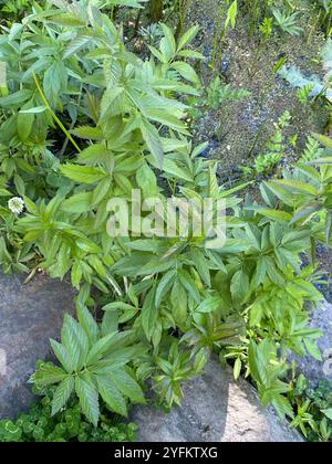 Westlicher Wasserhemlock (Cicuta douglasii) Stockfoto