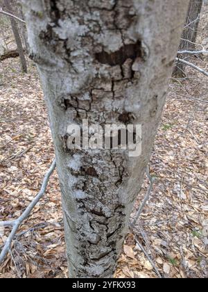 Buchenrinde Canker-Pilz (Neonectria faginata) Stockfoto
