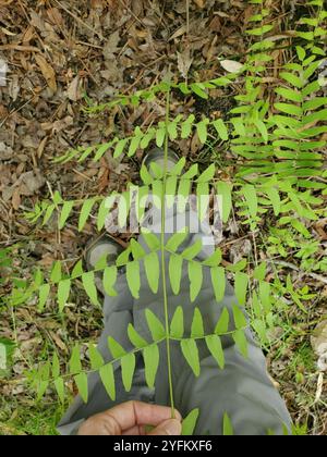 American Royal Fern (Osmunda spectabilis) Stockfoto