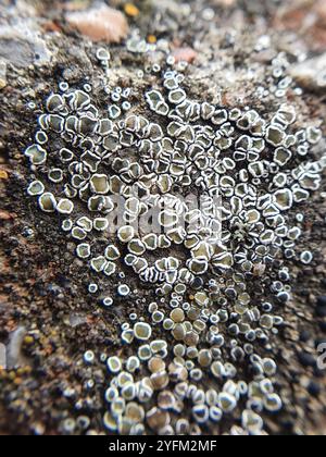 Mörtelflechte (Myriolecis dispersa) Stockfoto