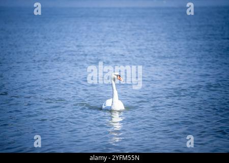 Nahaufnahme eines Schwans, schwarz-weiß auf der donau in serbien. Schwäne oder cygnus sind weiße Vögel aus europäischen Flüssen. Stockfoto