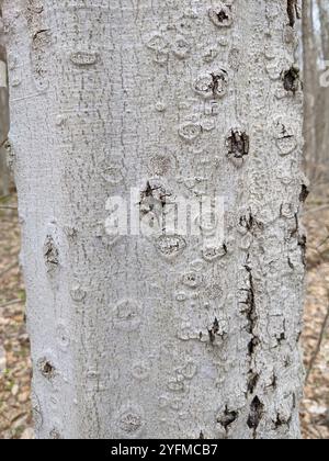 Buchenrinde Canker-Pilz (Neonectria faginata) Stockfoto