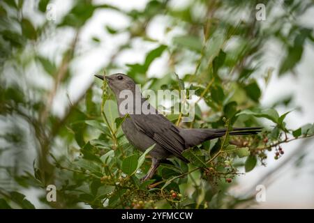 Ein grauer Katzenvogel auf einem Ast in den Sommerbüschen Floridas. Stockfoto