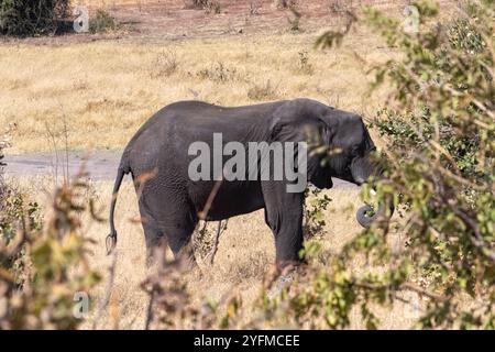 Tele-Aufnahme eines einsamen afrikanischen Elefanten, der sich im Chobe-Nationalpark in Botswana ernährt. Stockfoto