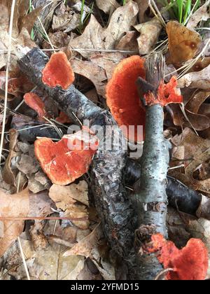 Nördliches Zinnober-Polypore (Trametes cinnabarina) Stockfoto