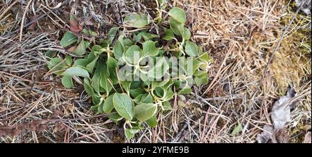 Einseitig wintergrün (Orthilia secunda) Stockfoto