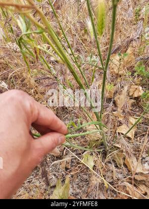 Mediterrane Schlangenwurzel (Scorzonera laciniata) Stockfoto