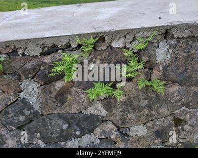 Kalksteineichenfarn (Gymnocarpium robertianum) Stockfoto