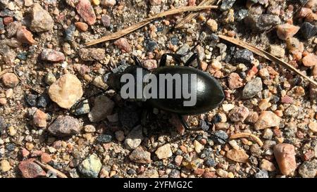 Glatt geschliffener Käfer (Carabus glabratus) Stockfoto