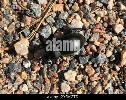 Glatt geschliffener Käfer (Carabus glabratus) Stockfoto