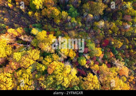 Blick aus der Vogelperspektive auf den üppigen Wald mit farbenfrohen Baumkronen in Herbstwäldern an sonnigen Tagen. Landschaft herbstlicher wilder Natur. Stockfoto