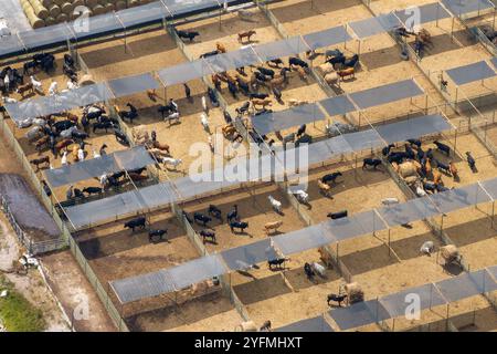 Kommerzielle Viehhaltung mit Fleischkühen im ländlichen Florida. Viehfütterung auf Futterplatz in den USA. Stockfoto