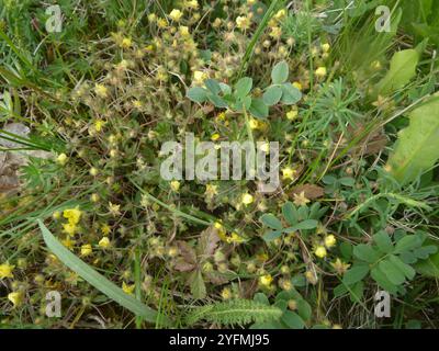 Siebenblättriges Cinquefoil (Potentilla Heptaphylla) Stockfoto