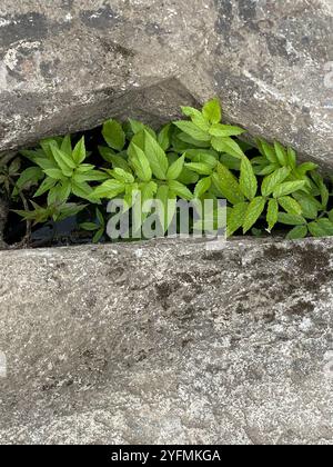 Westlicher Wasserhemlock (Cicuta douglasii) Stockfoto