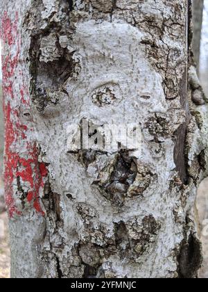Buchenrinde Canker-Pilz (Neonectria faginata) Stockfoto