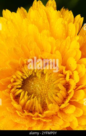 Zinnien sind leuchtende, Gänseblümchen-ähnliche Blüten, die in einer Vielzahl von Farben erhältlich sind, darunter Rot, Orange, Gelb, Rosa, lila und weiß. Sie sind beliebt Stockfoto