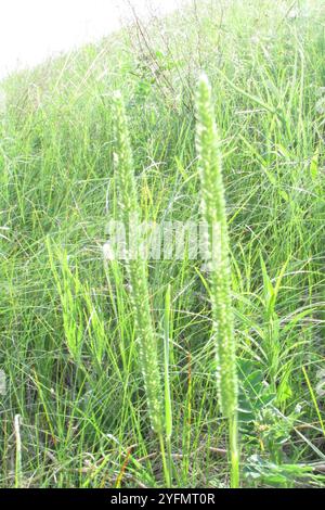 Lila-Stamm der Katze-Tail (Phleum Phleoides) Stockfoto