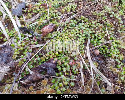 Kriechbeere (Gaultheria hispidula) Stockfoto