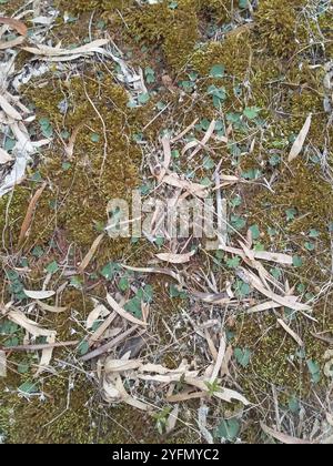 Kleine Mückenorchidee (Acianthus pusillus) Stockfoto