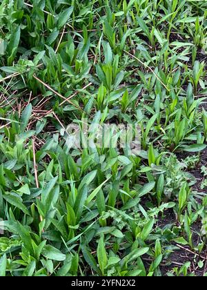 Michaelmas-Gänseblümchen (Symphyotrichum x salignum) Stockfoto