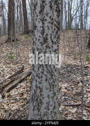 Buchenrinde Canker-Pilz (Neonectria faginata) Stockfoto