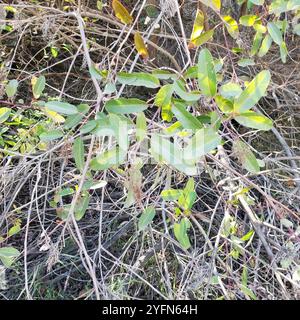 lorbeersumac (Malosma laurina) Stockfoto