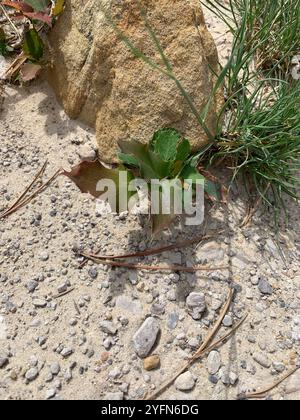 Kriechende Mahonie (Berberis repens) Stockfoto