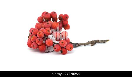 Leuchtende rote vogelbeeren auf einem Zweig vor reinweißem Hintergrund, die ihre natürliche Schönheit und saisonale Bedeutung hervorheben, perfekt für sie Stockfoto