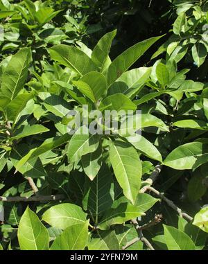 Rotblättrige Feige (Ficus ingens) Stockfoto