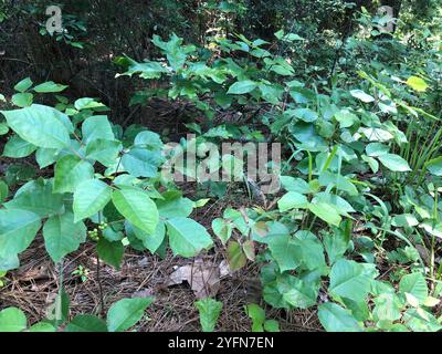 Atlantische Gifteiche (Toxicodendron pubescens) Stockfoto