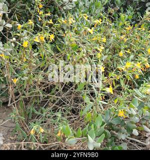 Südbuschaffenblume (Diplacus longiflorus) Stockfoto