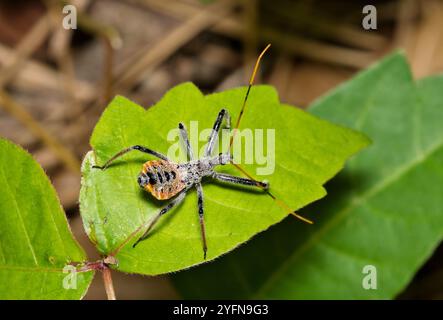 Nordamerikanische Radkäfer-Nymphe (Arilus cristatus) Insektenbeschaffenheit Frühjahrsblattschädlingsbekämpfung. Stockfoto