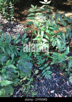 Westlicher Wasserhemlock (Cicuta douglasii) Stockfoto