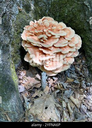 Weißporiges Hühnchen aus dem Wald (Laetiporus cincinnatus) Stockfoto