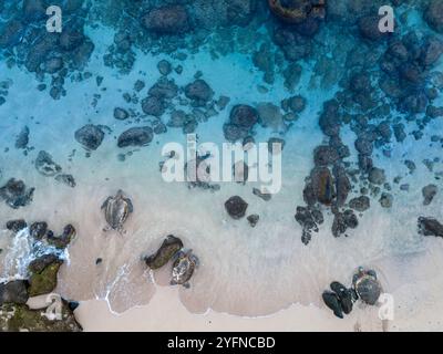 Aus der Vogelperspektive sehen Sie grüne Meeresschildkröten, Chelonia mydas, eine vom Aussterben bedrohte Spezies, während sie den Sand am Hookipa Beach überqueren und ins Meer gelangen, Maui, Hawaii. Stockfoto