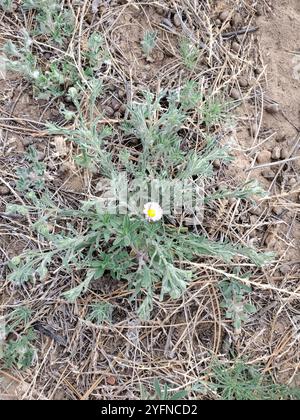 Verbreitung von fleaban (Erigeron divergens) Stockfoto