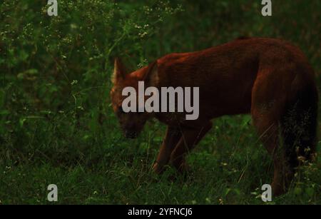 asiatische Wildhunde oder Dhole (cuon alpinus) gefährdete Arten auf dem indischen Subkontinent. Dhole auch als indischer Wildhund bekannt Stockfoto