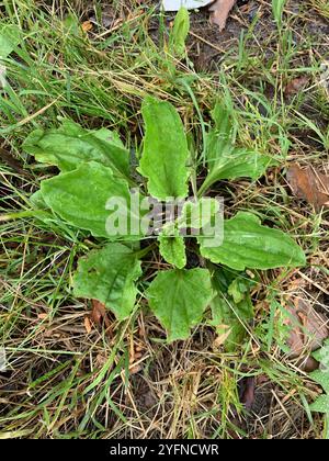 Amerikanische Kochbanane (Plantago rugelii) Stockfoto