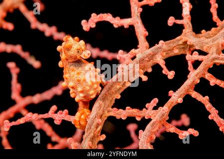 Bargibant's Pygmy Seahorse, Hippocampus bargibanti, auf einem Gorgonien-Meeresfächer Muricella sp. Philippinen. Sie kommen aus dem südlichen tropischen Japan vor Stockfoto