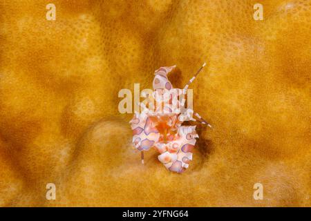 Harlequin Garnelen, Hymenocera elegans, Guam. Es gibt zwei Arten von Harlequin-Garnelen, H. elegans aus dem Indischen Ozean und dem westlichen Pazifik und H. PIC Stockfoto