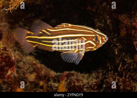 Der sechsgesäumte Seifenfisch, Grammistes sexlineatus, ist auch bekannt als der goldgestreifte Seifenfisch, Guam, Mikronesien, Marianen und Philippinen. Stockfoto