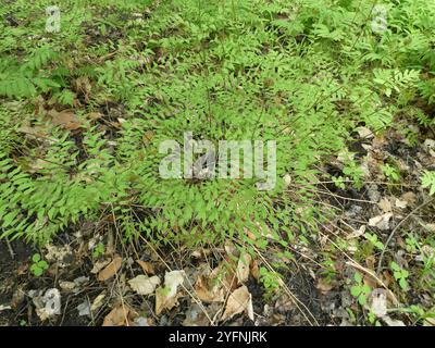 American Royal Fern (Osmunda spectabilis) Stockfoto