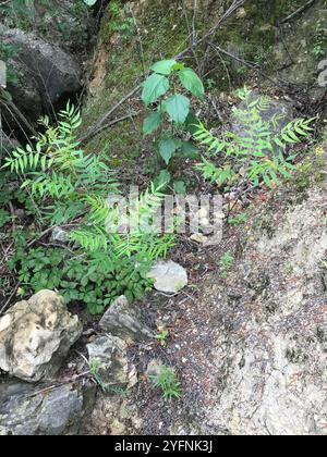 Prairie flameleaf sumac (Rhus lanceolata) Stockfoto