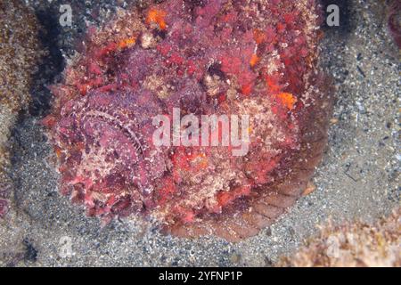 Die Steinfische Synanceia verrucosa sind fleischfressende Rochenflossen-Fische mit giftigen Stacheln, die auf Riffböden leben und als Felsen getarnt sind. Diese Spezifikation Stockfoto