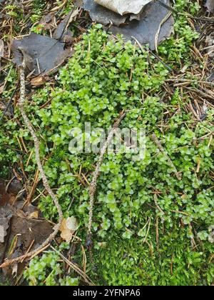 Thymian-Moos (Rhizomnium punctatum) Stockfoto