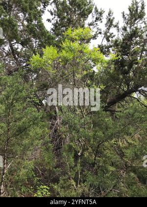 Prairie flameleaf sumac (Rhus lanceolata) Stockfoto