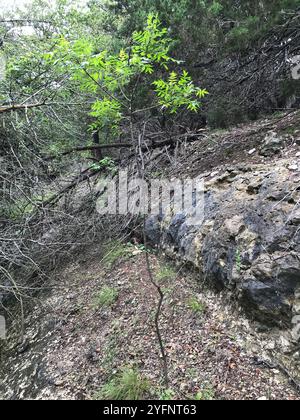 Prairie flameleaf sumac (Rhus lanceolata) Stockfoto