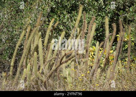 Cereus mit Goldstacheln (Bergerocactus emoryi) Stockfoto